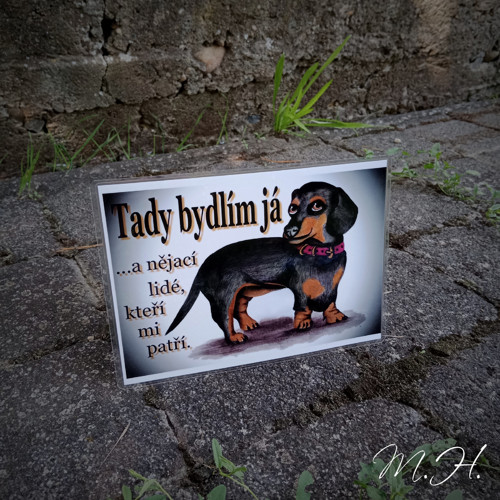 Tady bydlím já a nějací lidé... - černý jezevčík
