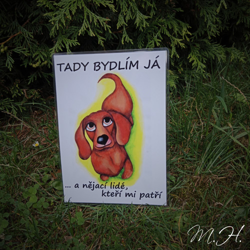 Tady bydlím já a nějací lidé... hnědý jezevčík II.