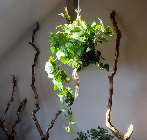 Velká kokedama s umělou květinou - pothos