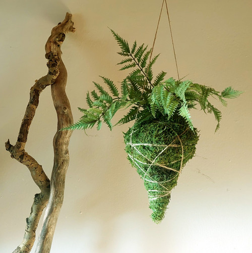 Kokedama ve tvaru kapky s umělou kapradinou