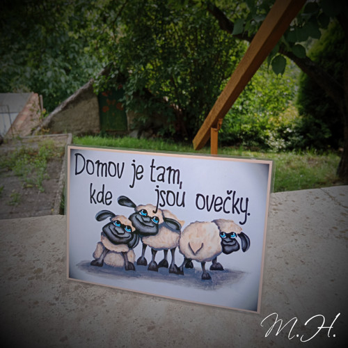 Domov je tam, kde jsou ovečky