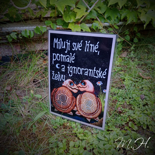 Miluji své líné, pomalé a ignorantské želvy
