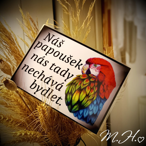 Náš papoušek nás tady nechává bydlet