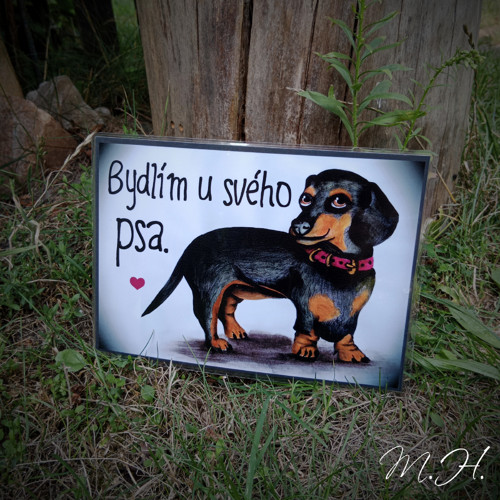 Bydlím u svého psa - černý jezevčík