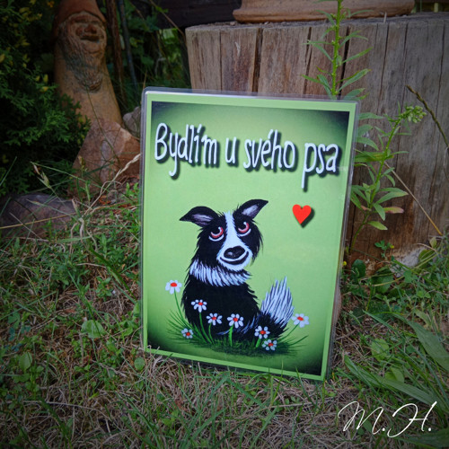 Bydlím u svého psa - borderka