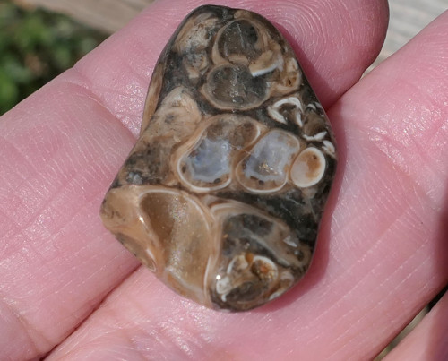 Turritella (23 mm) V3352 — foto 1