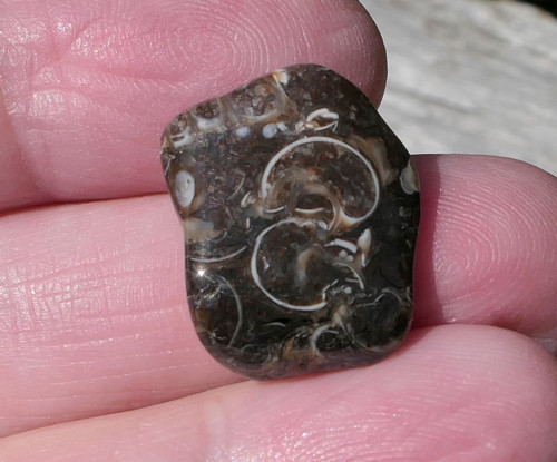Turritella (19 mm) V3360 — foto 1