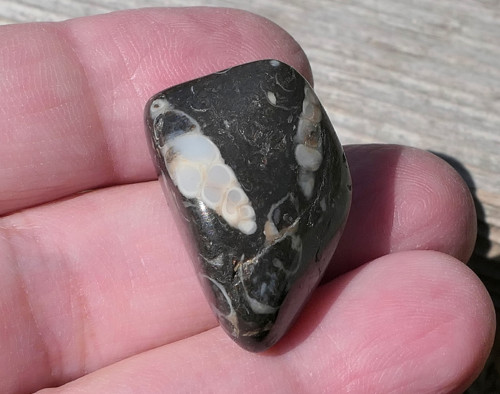 Turritella (23 mm) V3391