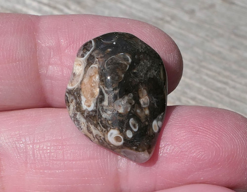 Turritella (22 mm) V3450 — foto 1