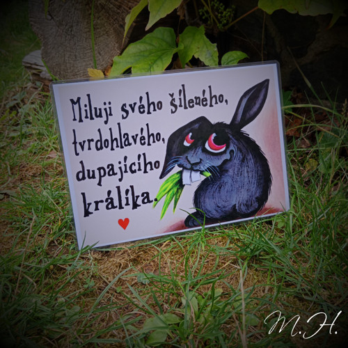Miluji svého šíleného, tvrdohlavého... králíka