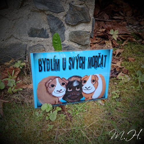Bydlím u svých morčat