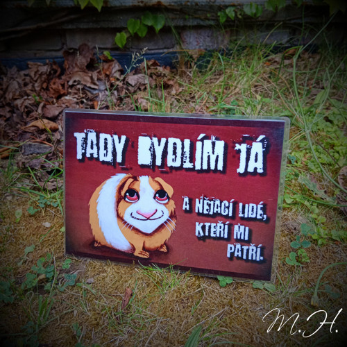 Tady bydlím já... a nějací lidé (morče)
