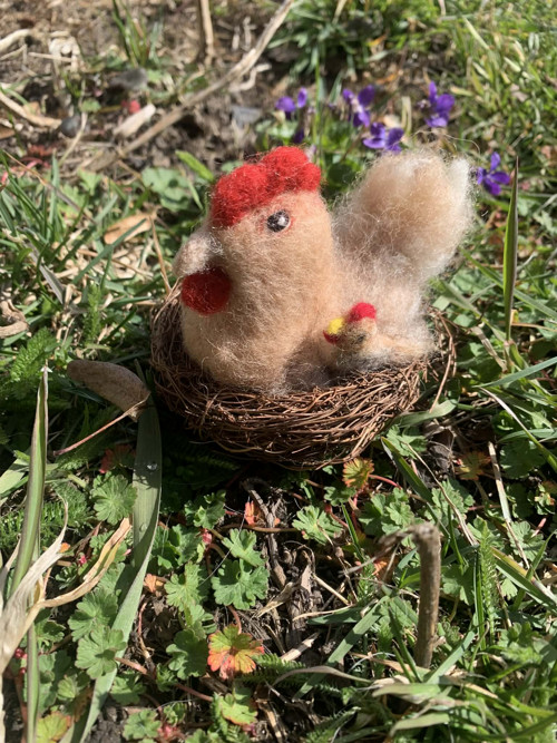 Slepička s kuřátkem — foto 1