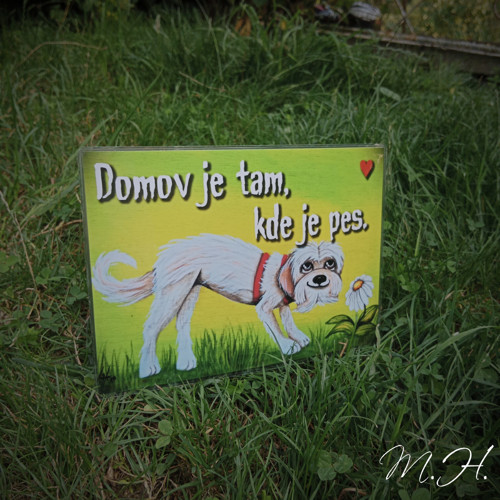 Domov je tam, kde je pes (bílý chlupáč)