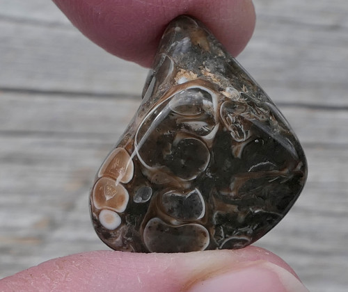 Turritella (23 mm) V3514 — foto 1