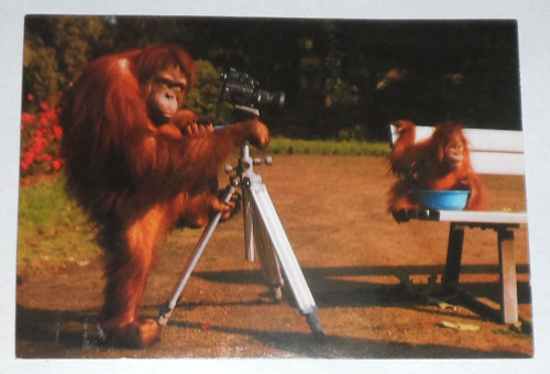 Čistá POHLEDNICE • Orangutan — foto 1