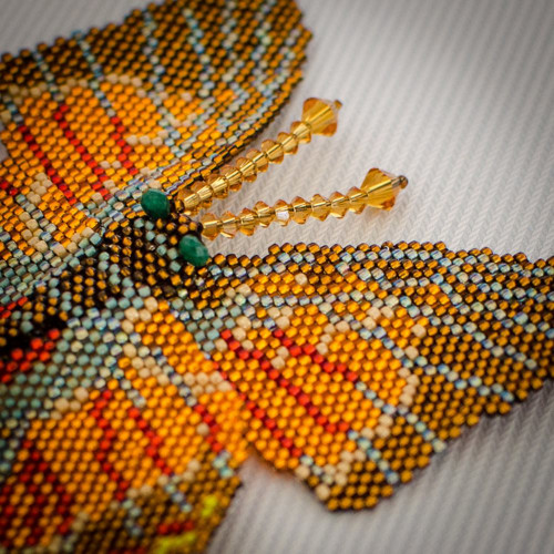 Motýlek 4 — foto 1