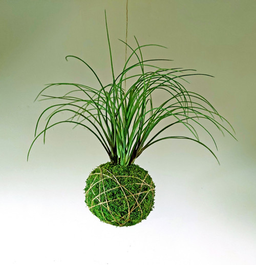 Velká kokedama s umělou travinou