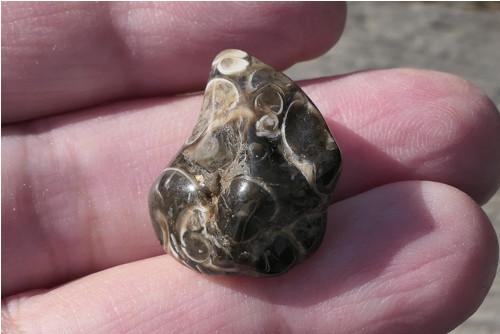 Turritella (21 mm) V3620 — foto 1