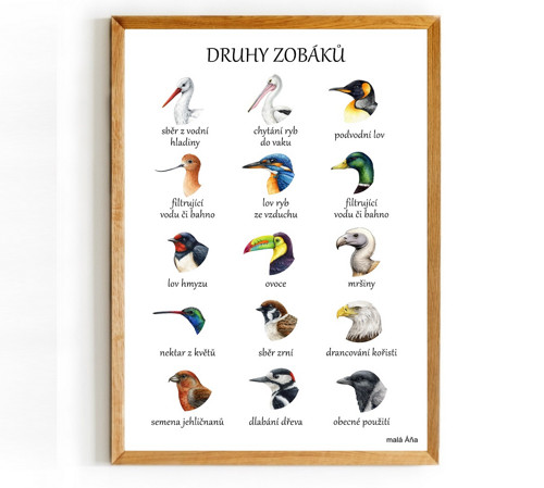 Plakát PTÁCI DRUHY ZOBÁKŮ
