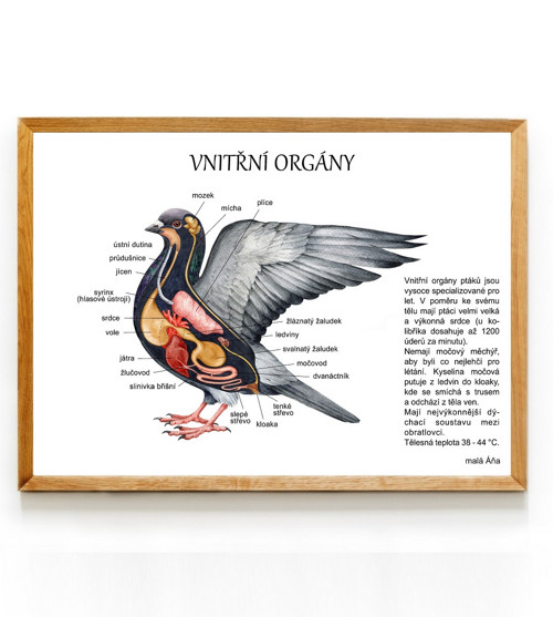 Plakát PTÁCI anatomie - vnitřní orgány