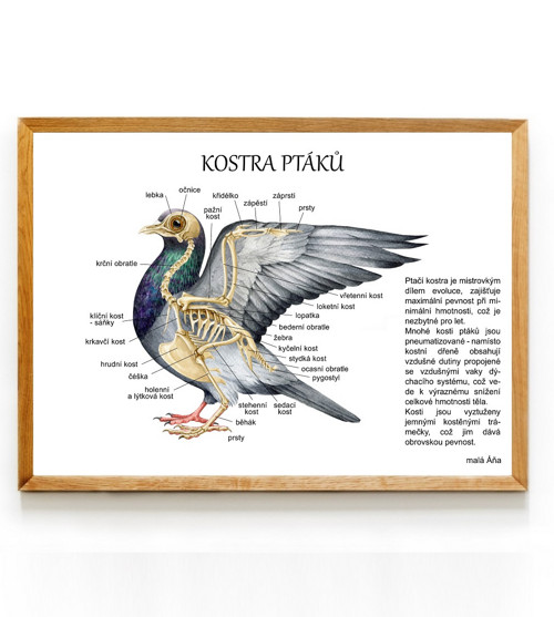 Plakát PTÁCI anatomie - kostra