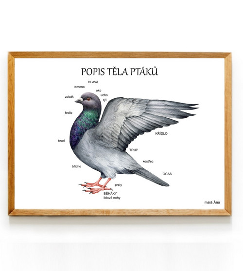 Plakát PTÁCI anatomie - popis těla
