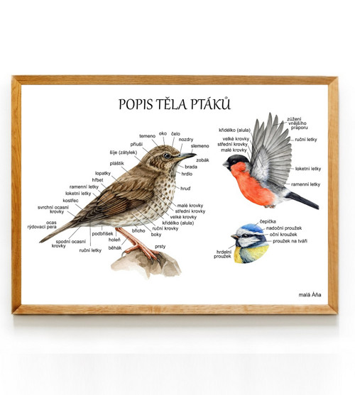 Plakát PTÁCI anatomie - popis těla 2