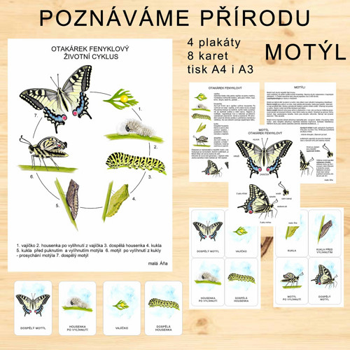 Motýl - Poznáváme Přírodu v Pdf
