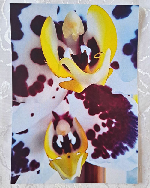 Pohlednice Orchidej 1