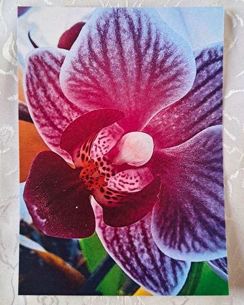 Pohlednice Orchidej 2