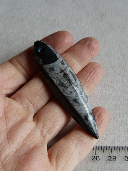 Orthoceras vrtaný - 7 cm — foto 1