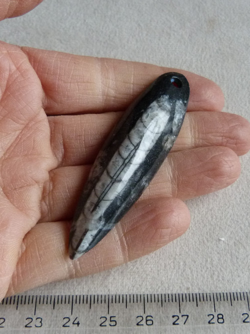 Orthoceras vrtaný - 6,9 cm — foto 1