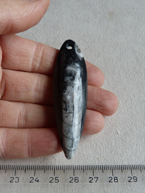 Orthoceras vrtaný - 6,8 cm — foto 1