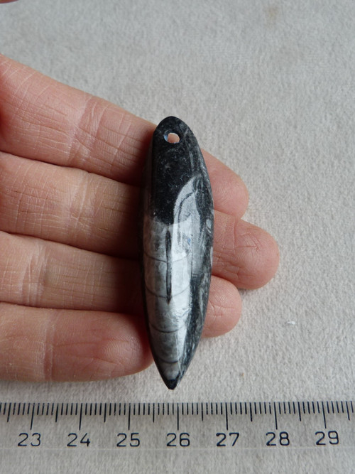 Orthoceras vrtaný - 6 cm — foto 1