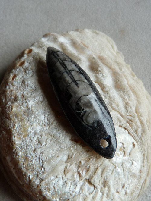 Orthoceras vrtaný - 5,8 cm — foto 1