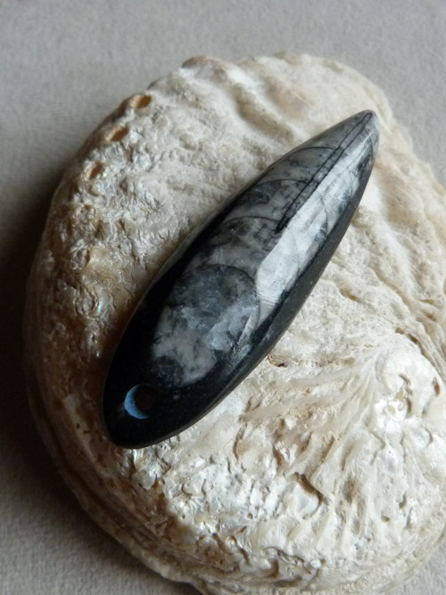 Orthoceras vrtaný - 6,7 cm — foto 1