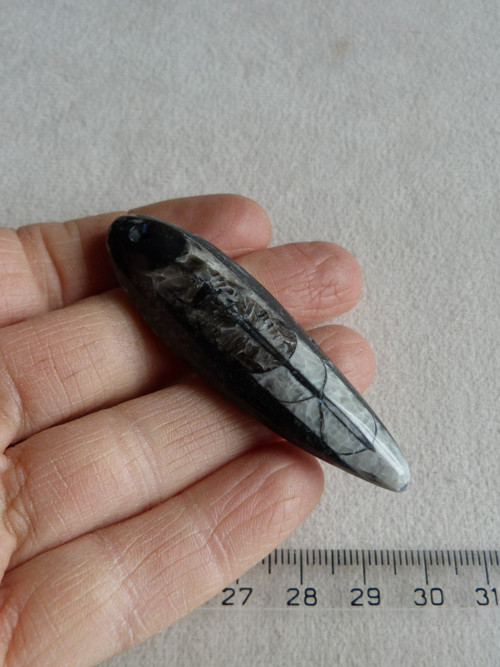 Orthoceras vrtaný - 6,4 cm — foto 1
