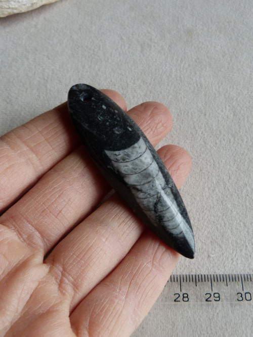 Orthoceras vrtaný - 6,8 cm — foto 1