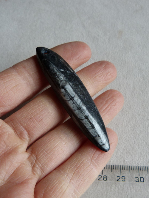 Orthoceras vrtaný - 6,5 cm — foto 1