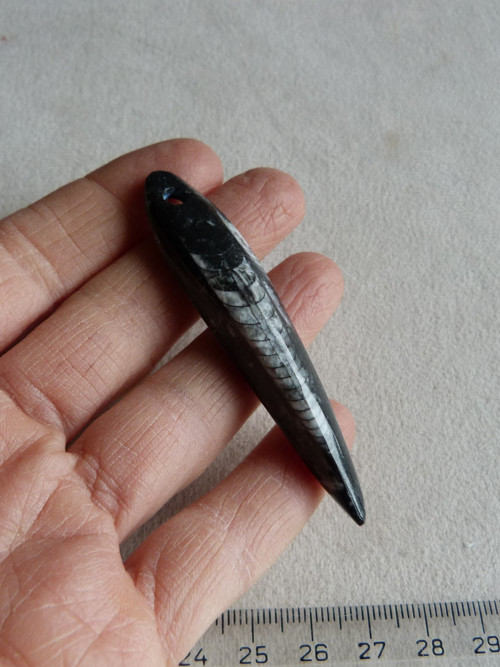 Orthoceras vrtaný - 7 cm