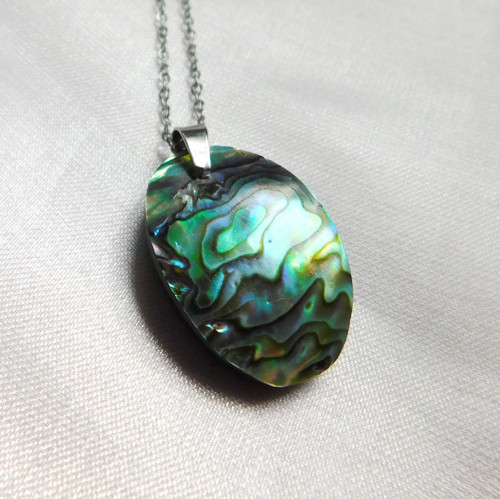 Paua mušla / abalone
