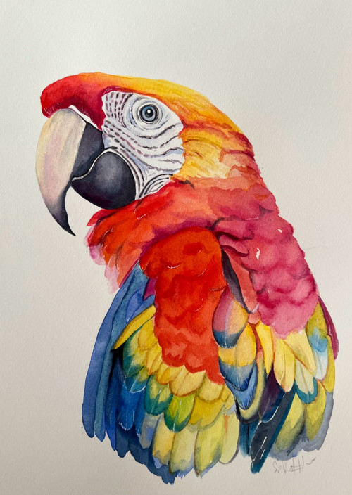 Ara - originální akvarel, 21x29 cm