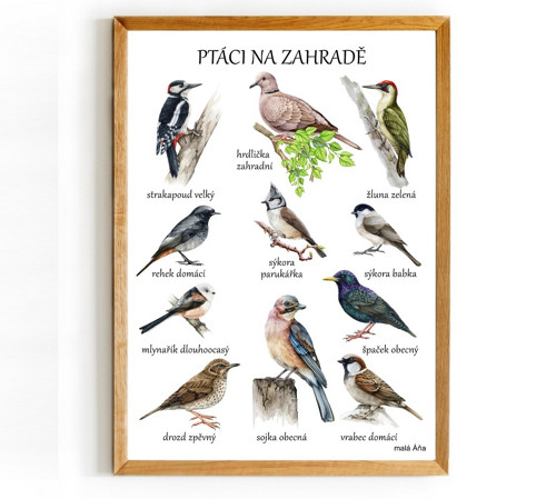 Plakát PTÁCI NA ZAHRADĚ