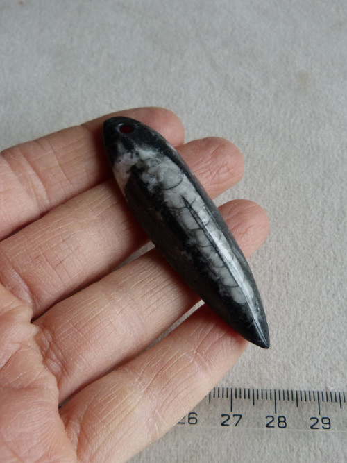 Orthoceras vrtaný - 6,5 cm