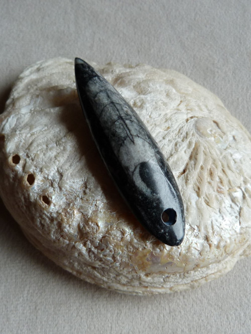 Orthoceras vrtaný - 7 cm
