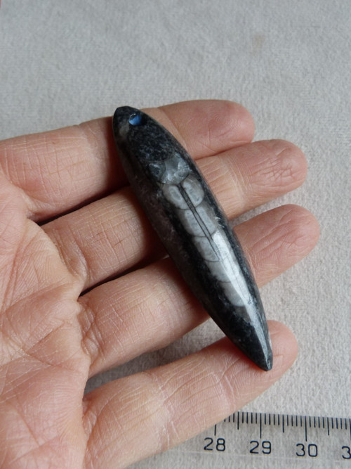 Orthoceras vrtaný - 7 cm — foto 1