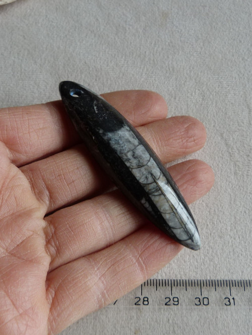Orthoceras vrtaný - 7,4 cm