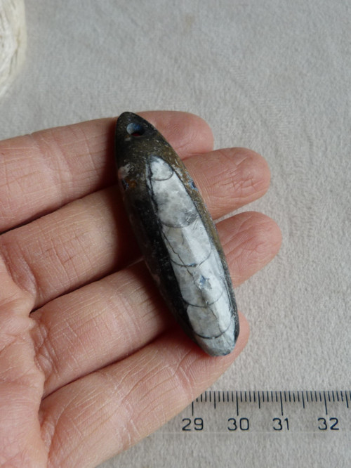 Orthoceras vrtaný - 6,1 cm