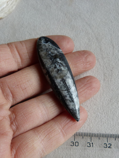 Orthoceras vrtaný - 6 cm — foto 1
